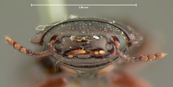 Media type: image;   Entomology 108 Aspect: head frontal view